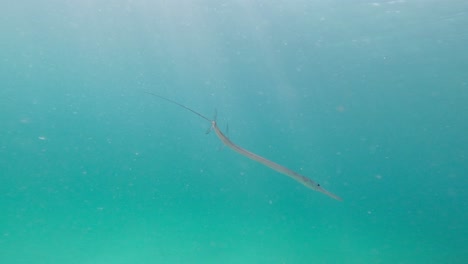 Cornetfish-or-flutemouth-glides-through-the-blue-sea,-showcasing-its-elegant-form