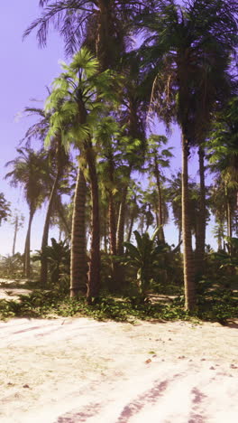 a tropical paradise