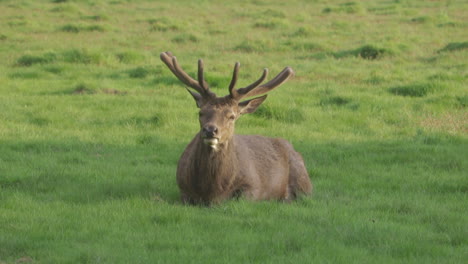 male deer sitting and stretching itself