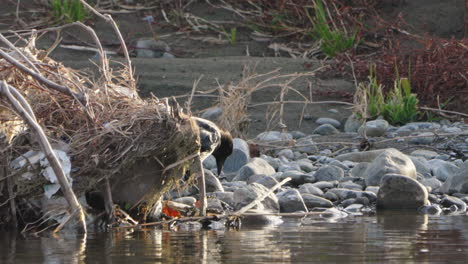 Großschnabelkrähe,-Die-Versucht,-Steine-Mit-Ihrem-Schnabel-Am-Fluss-In-Tokio,-Japan,-Aufzuheben---Statischer-Schuss