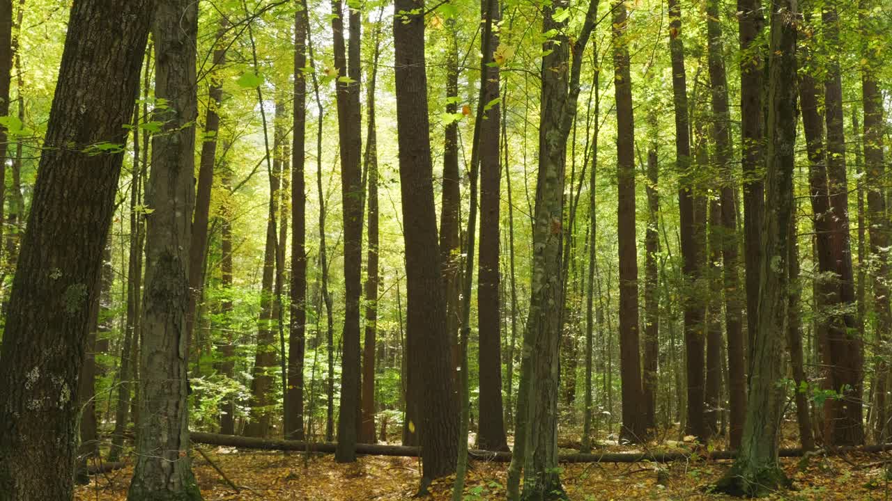 Stationary view of a forest with green and yellow trees blowing in the light breeze. The golden sunlight is shining through the green and yellow leaves.