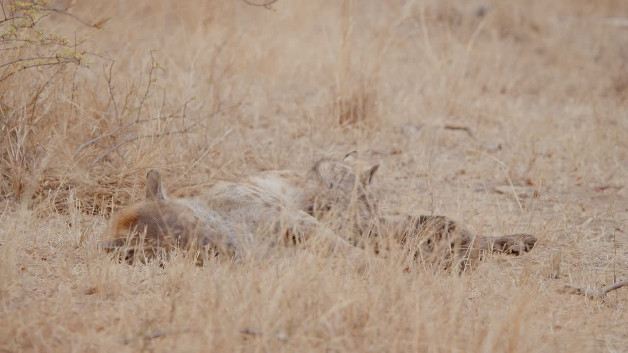 Slow motion of a spotted hyena yawning in Kruger National Park, South Africa
