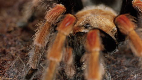 tarántula mexicana de rodillas rojas con presa en la boca se vuelve hacia la cámara - primer plano