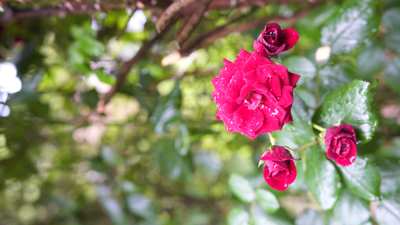 빗방울이 있는 빨간 장미와 잎의 흐릿한 녹색 배경