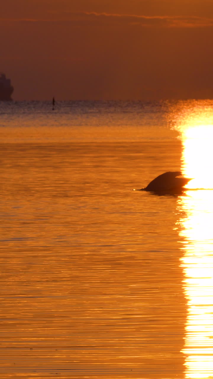 Um cisne gracioso desliza por águas douradas e calmas durante um nascer do sol vibrante em Gdynia Orlowo, Polônia. Perfeito para conteúdo de viagem e natureza
