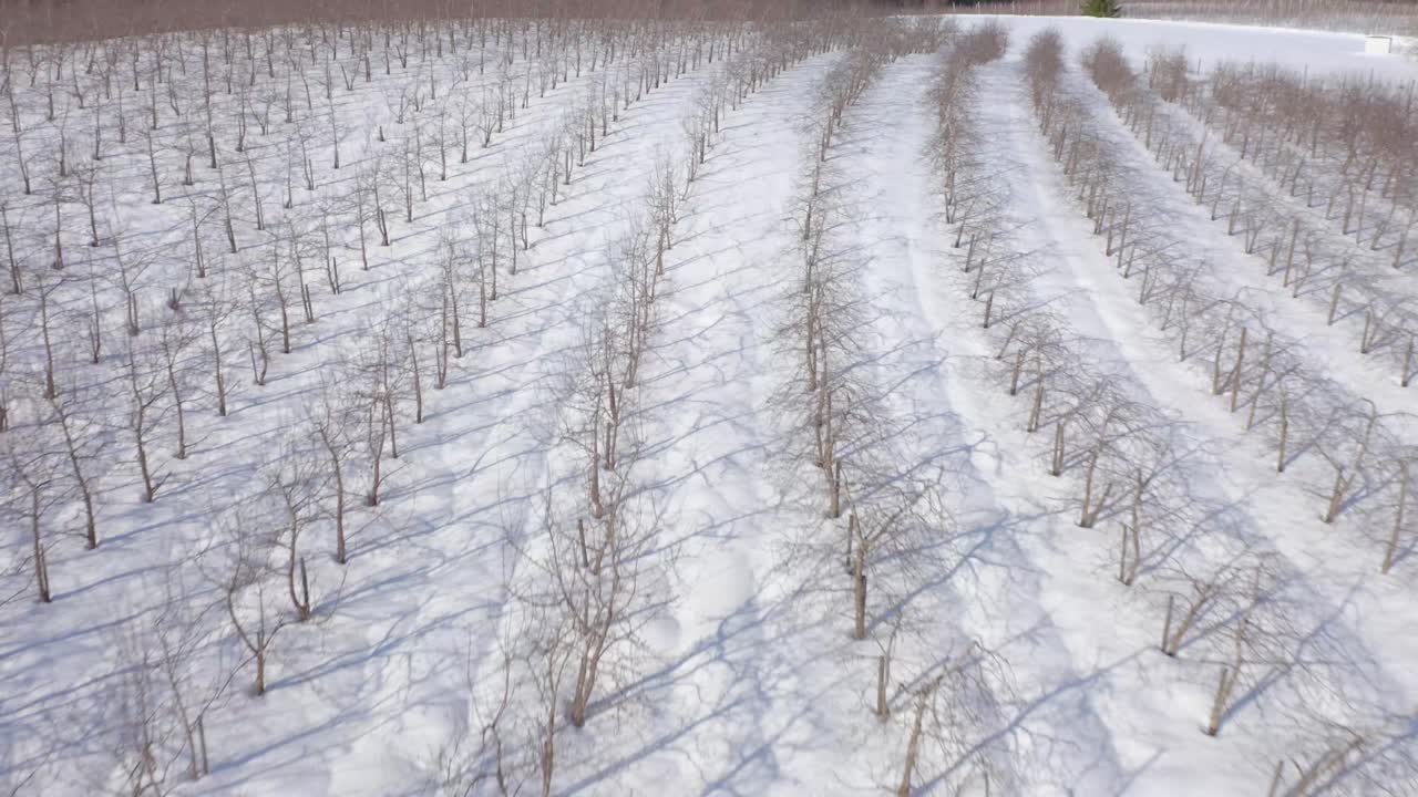겨울 사과나무밭 드론 영상