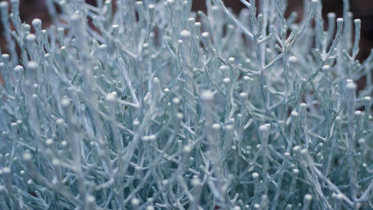 arbusto de cojín nativo australiano de cerca