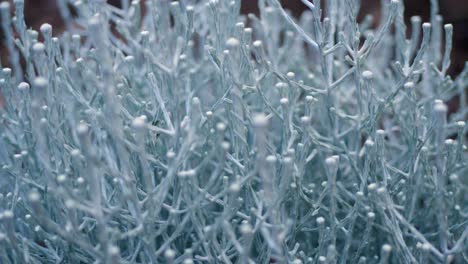 australian native cushion bush  close up