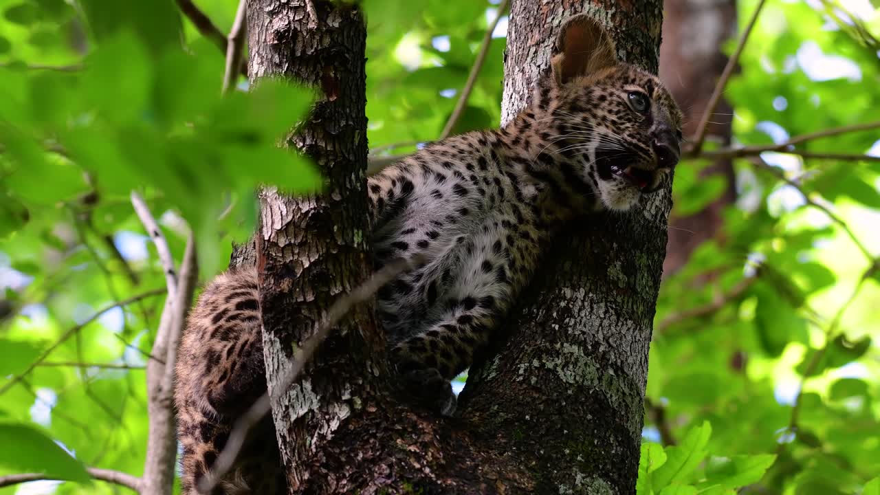 el leopardo de indochina es una especie vulnerable y uno de los grandes felinos de tailandia