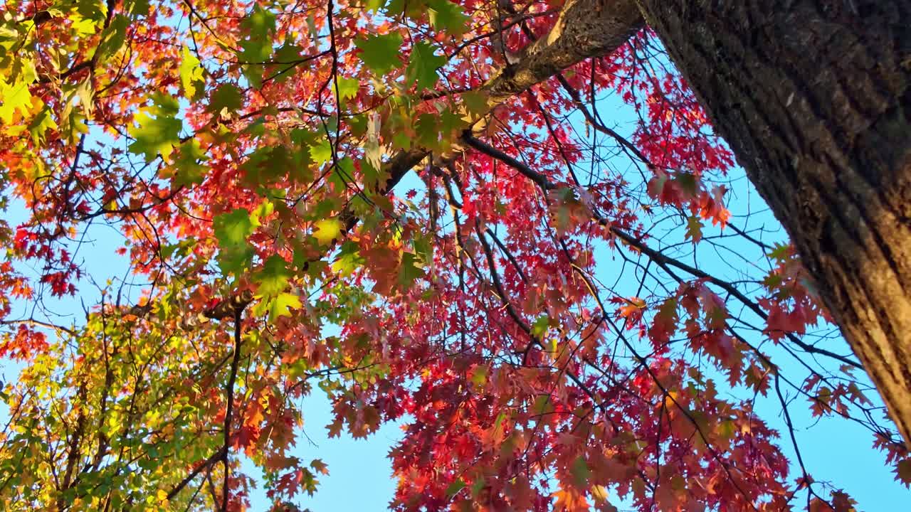Looking up to a vivid and beautiful autumn foliage glowing under sunlight