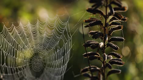 una delicada telaraña iluminada por el sol de la mañana unida al tallo marchitado del lupino