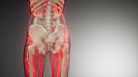 blood vessels of human body