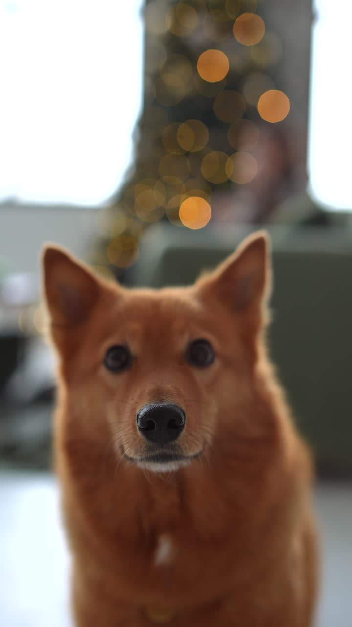 perro de jengibre por el árbol de navidad
