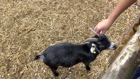 Close-view-of-a-girl-feeding-a-dwarf-goat-at-a-farm-in-Portugal