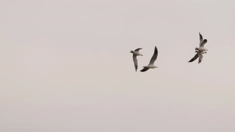 A group of gulls elegantly soar through a soft, cloudy sky, showcasing their graceful flight patterns.
