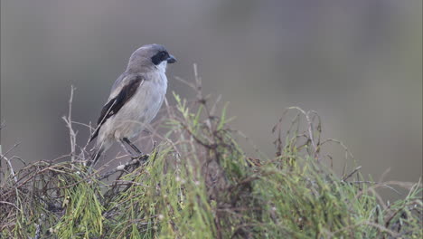 Un-Alcaudón-Canario-De-Postre-Gris-Al-Acecho-De-Un-Arbusto