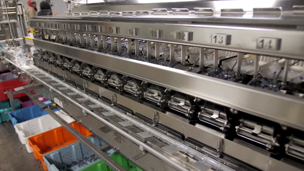 블루베리 가공 및 포장 공장