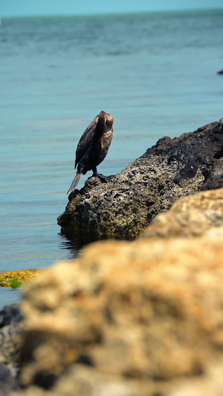 Cormorano dal doppio ciuffo che si liscia le piume sulle rocce in riva all'oceano. Uccello acquatico scuro che pulisce il suo piumaggio su una costa rocciosa con il mare sullo sfondo. Key West, Florida, USA