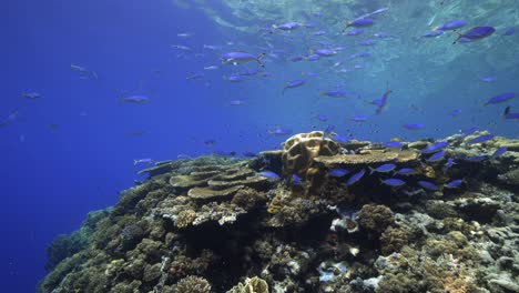 coral reef with schooling fusilier in crystal clear waters of the red sea