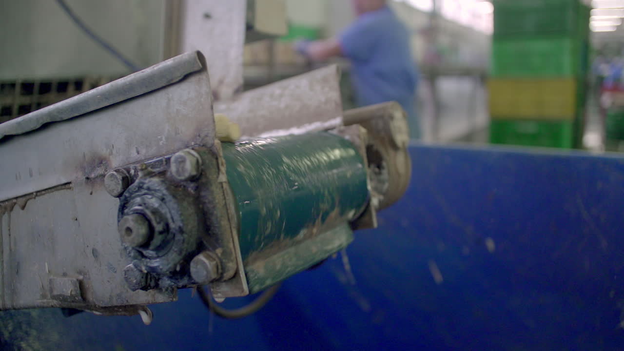 산업 시설에서 신선하게 수확 된  아스파라거스를 운반하는 컨베이어 벨트의 클로즈업, 식품 생산의 기계화 된 과정을 강조합니다.