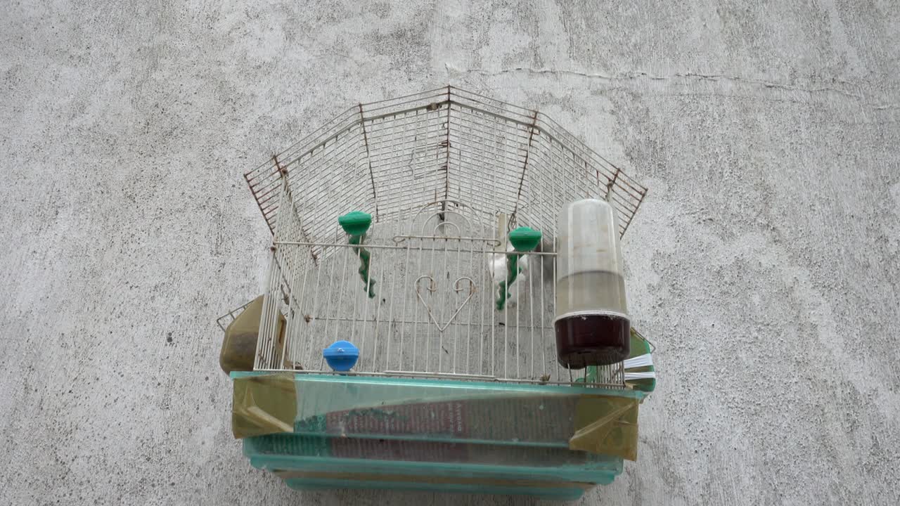 그리스 의 바가 근처 의 벽 에 있는 새