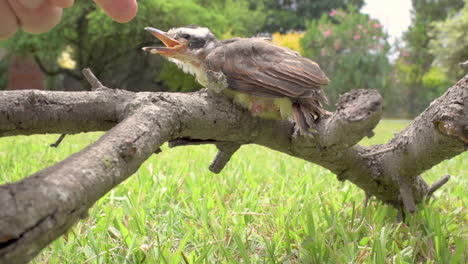 Cute-baby-bird-sitting-on-branch-being-scared-by-human-hand-trying-to-pet-it