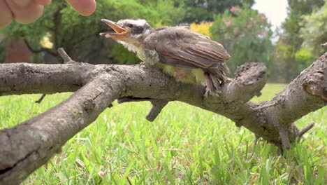 Süßer-Babyvogel,-Der-Auf-Einem-Ast-Sitzt-Und-Angst-Vor-Der-Menschlichen-Hand-Hat,-Die-Versucht,-Ihn-Zu-Streicheln