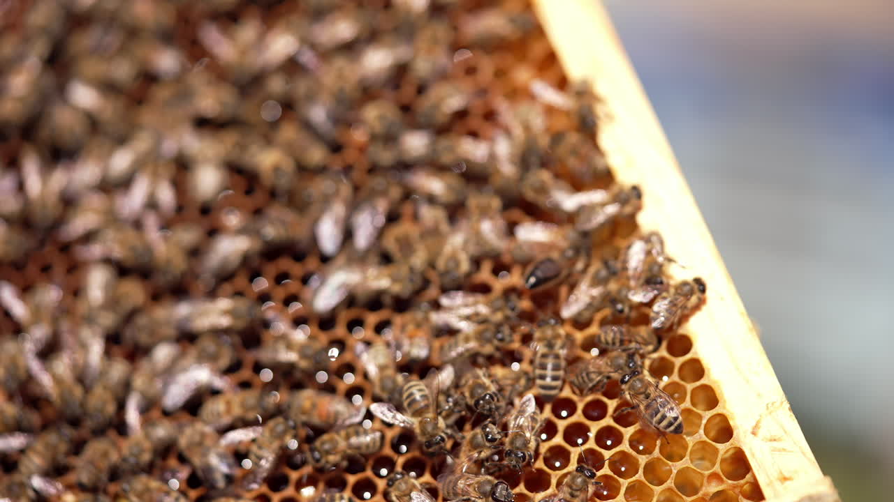 Bees making honey on cells. Busy honey insects crawling on honeycombs full of natural honey. Frame with bees in beekeeper's hands. Close-up.