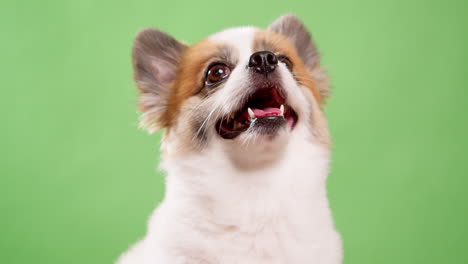 Miniature-fawn-and-white-colored-dog-in-close-up,-looking-amusing-and-lively-as-he-rests-on-a-pink-rug-made-of-fabric-against-a-green-background