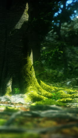 close-up of a tree trunk and roots in a forest