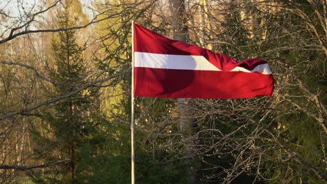 flag of latvia slowly moving and waving in the wind with a green forest in the background