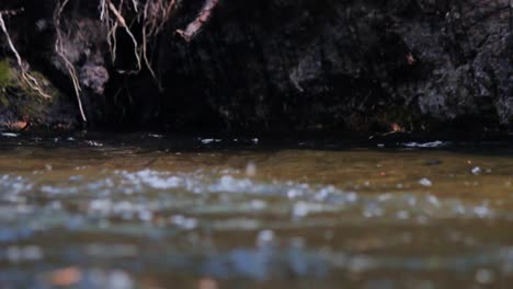 Eine-Nahaufnahme-Einer-Halsabschneiderforelle,-Die-Eine-Eintagsfliege-Von-Der-Wasseroberfläche-Schnappt