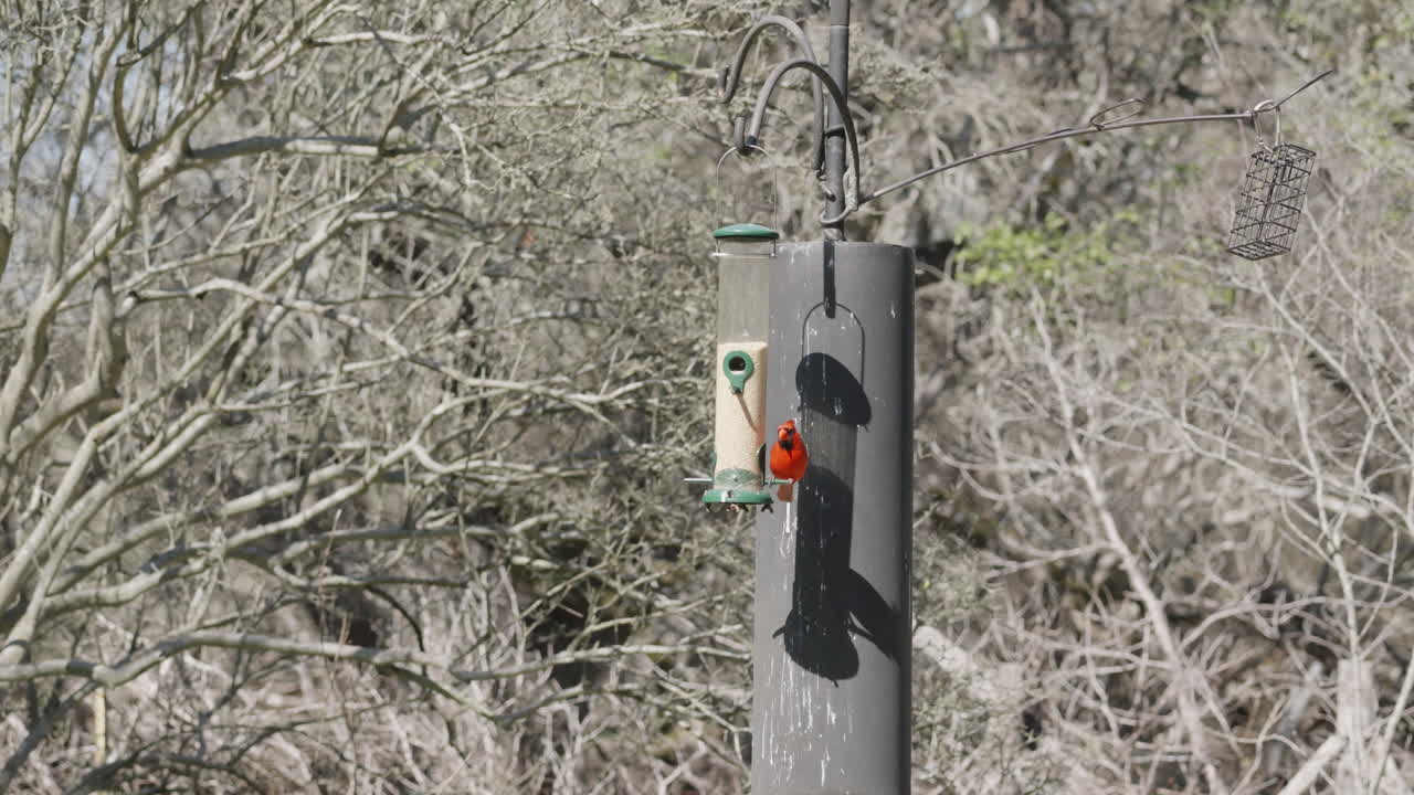 Ampia inquadratura di un Cardinale settentrionale seduto su una mangiatoia per uccelli e che mangia semi - Cardinalis Cardinalis.