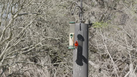 wide of northern cardinal sitting on a bird feeder and eating seed - cardinalis cardinalis