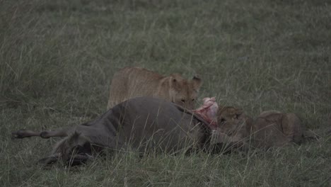 young lion cubs feasting on a wildebeest kill in kenya, africa
