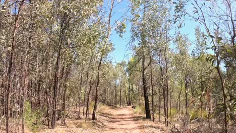 progression along a path in a forested area.