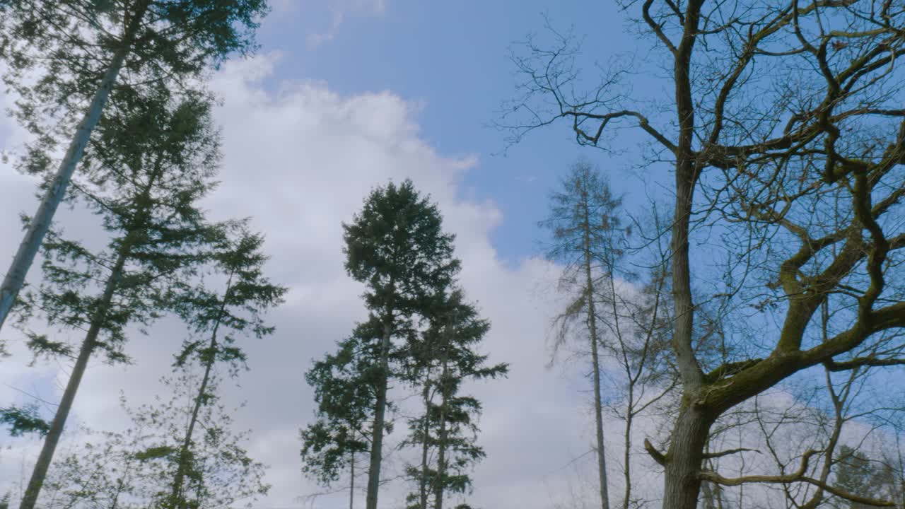 농촌 국가 공원에서 푸른 하늘 가을 삼림 지대 나무 꼭대기 캐노피에 걸쳐 패닝