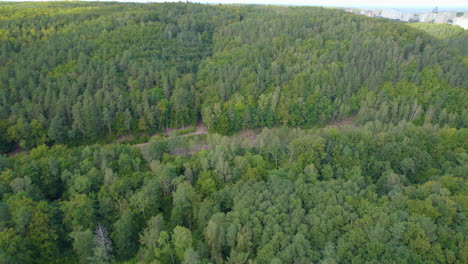 naturaleza salvaje del bosque witomino cerca de la ciudad de gdynia, polonia