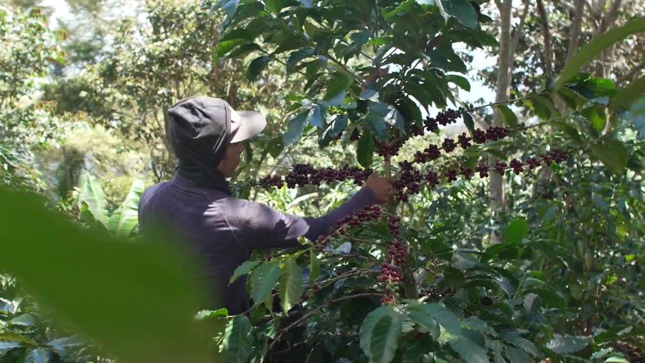 Colhedor manual de café apanhando cerejas do galho em fazenda de origem na América Central, Honduras.