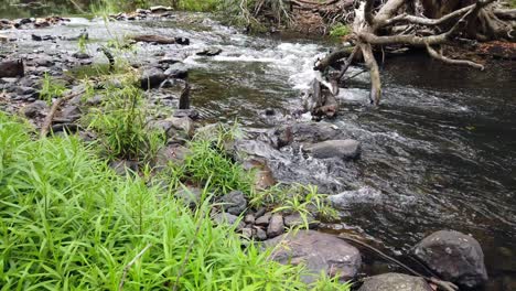 Fließendes-Bachwasser,-Das-Sich-Durch-Stöcke-Bewegt