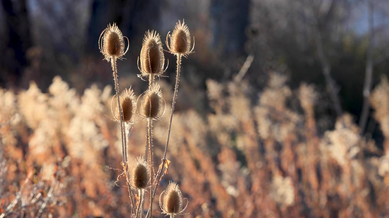 Boulder Colorado Thistle, Plants of Colorado