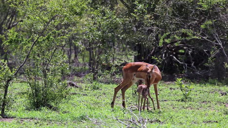 madre impala lame a su bebé recién nacido mientras intenta mamar por primera vez