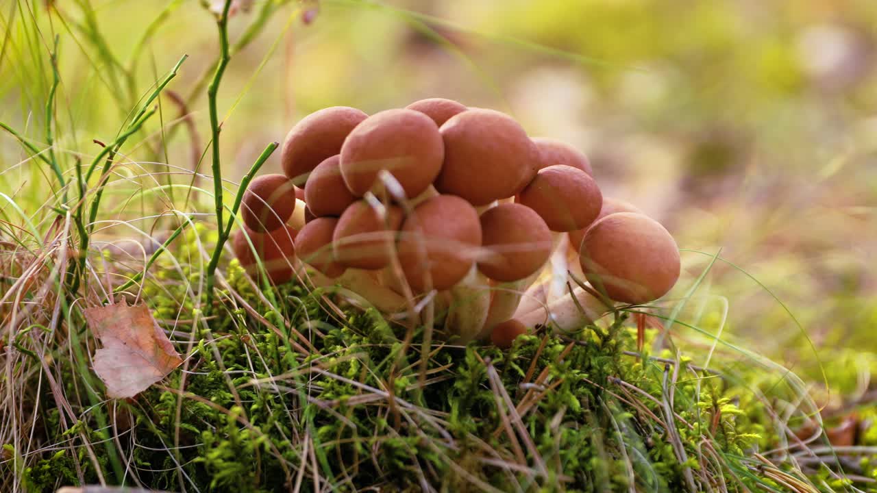 태양이 비는 숲에서  ⁇  아가릭의 armillaria 버섯.