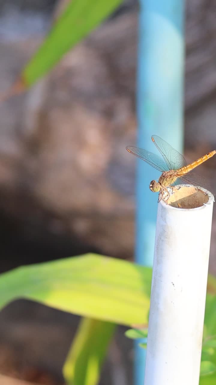 una libélula se acerca y aterriza en un tubo de metal