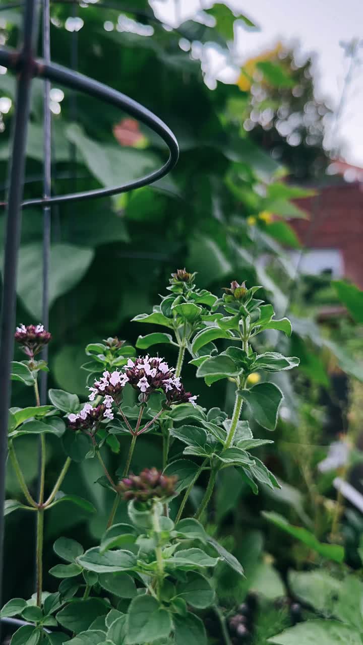 planta de orégano en un jardín