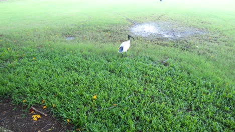 an ibis bird walking and pecking in grass.