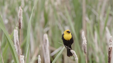 Lebendige-Gelbköpfige-Amsel-Männchen-Auf-Rohrkolben-Spike-Thront-Ruft