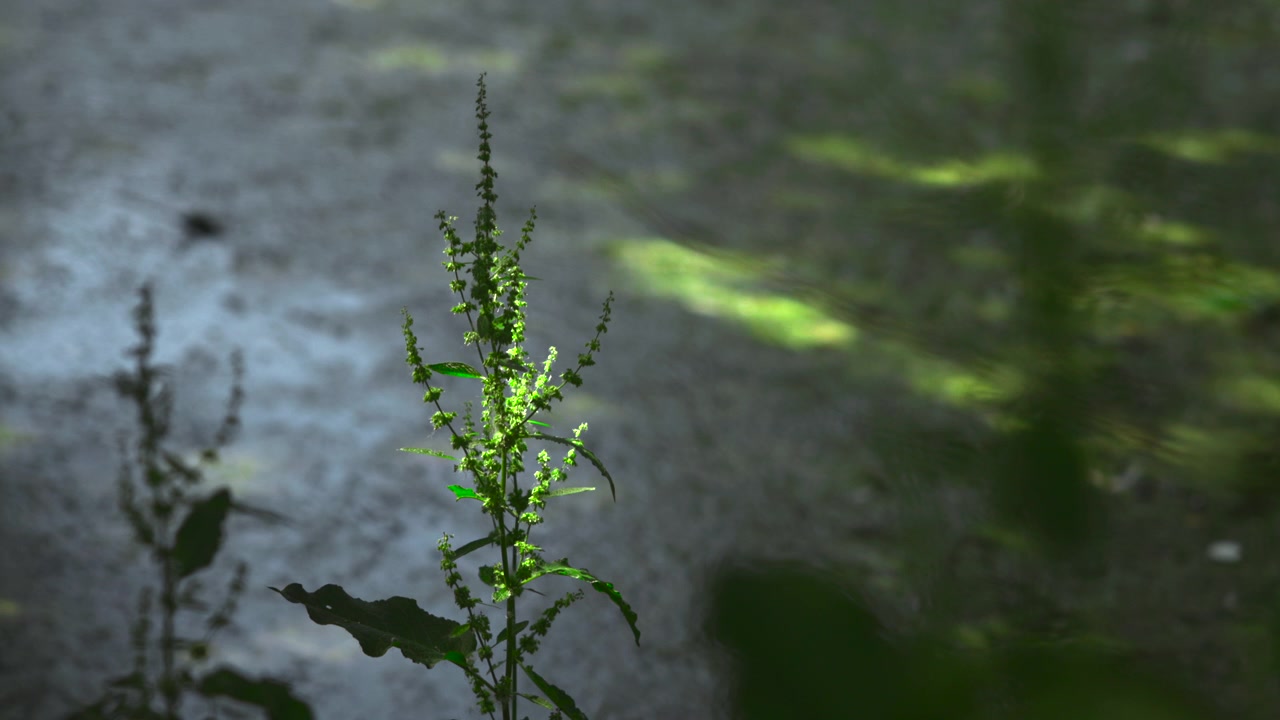 Nærbilde av en enkelt høy villplante med vertikal stilk, klynger av grønne blomster, fine blader og mykt naturlig lys, satt mot en uskarp sti, løvverk og en mild grønn bakgrunn.
