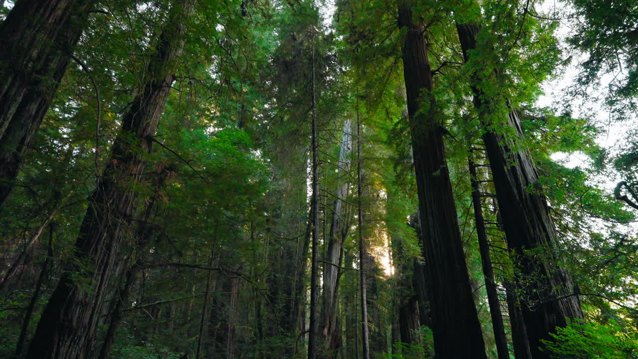 La bellezza selvaggia della foresta di sequoie: un viaggio nella natura