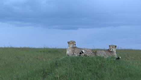 guepardo dos hermanos acostados en una colina escaneando el área en busca de presas, masai mara, kenia